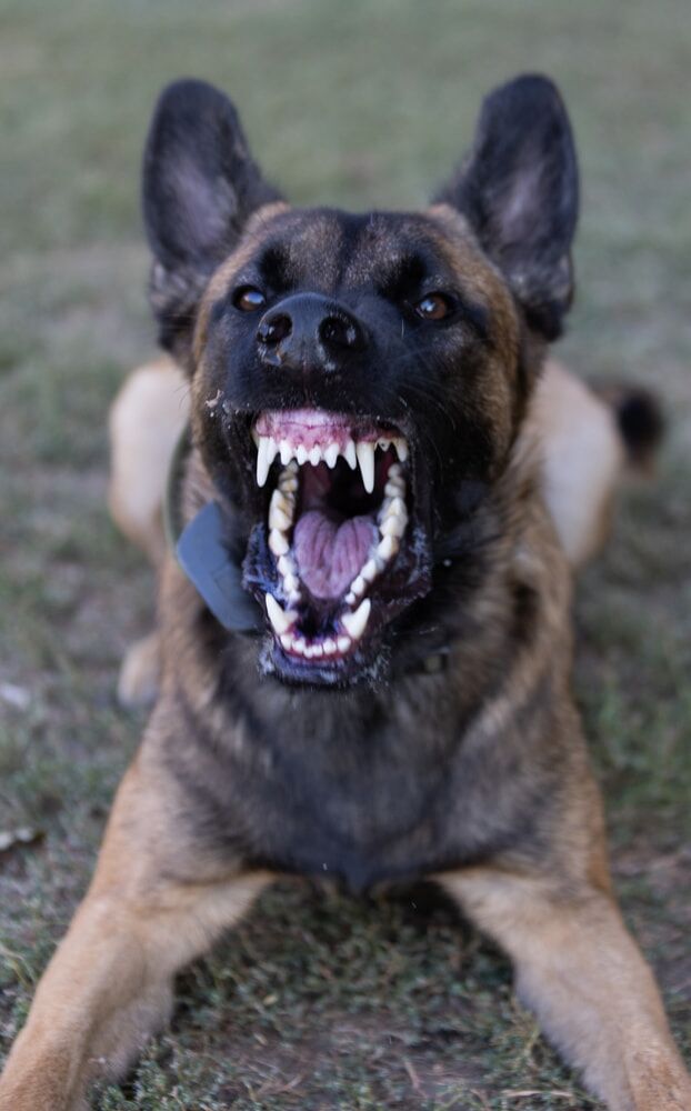 German Shepherd dog lying on grass baring teeth