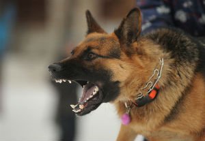 dog bites on Halloween