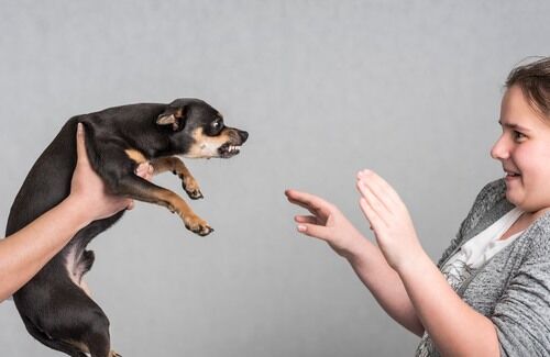 Victim of an emotional support animal bite