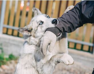 Dog biting a person's arm