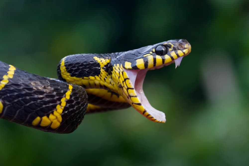 Head of Boiga snake dendrophila yellow ringed, animal closeup, animal attack.