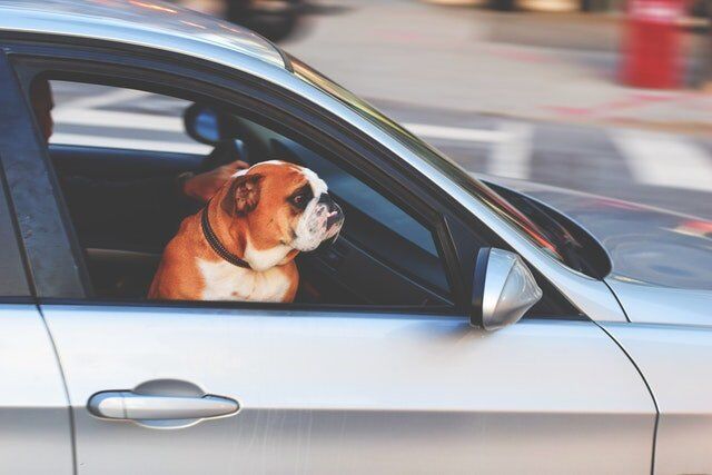 Pet Protection in Cars